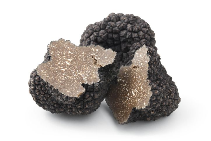 Seru! Nagita Slavina Cari Jamur Truffle di Italia Dibantu Penciuman Anj