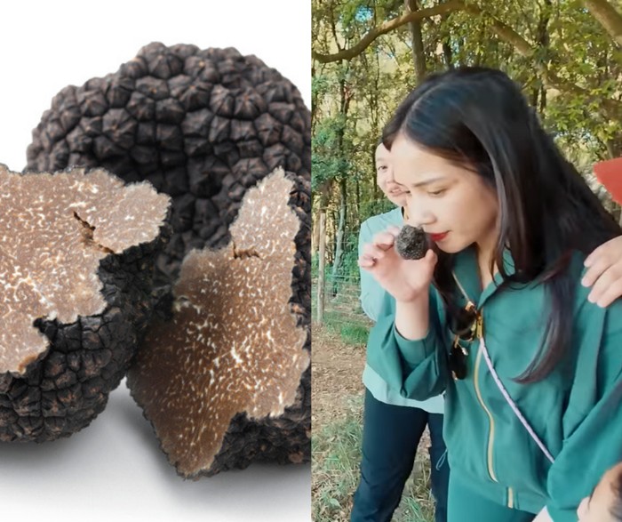 Seru! Nagita Slavina Cari Jamur Truffle di Italia Dibantu Penciuman Anj