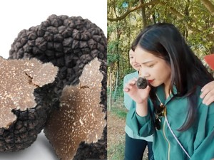 Seru! Nagita Slavina Cari Jamur Truffle di Italia Dibantu Penciuman Anjing