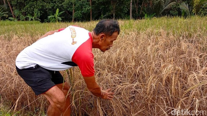 Tanaman padi di Desa Saguling, Kecamatan Baregbeg, Kabupaten Ciamis, diserang hama wereng.