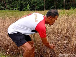 Serangan Hama Wereng Bikin Panik Petani Ciamis, Terancam Gagal Panen