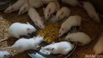 Cara Yuda Raih Belasan Juta Rupiah dari Tikus di Subang