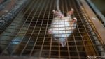Cara Yuda Raih Belasan Juta Rupiah dari Tikus di Subang