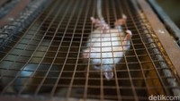 Tikus-tikus putih yang dibudidayakan Yuda banyak dipesan oleh pecinta reptil, para pemancing, hingga mahasiswa untuk kebutuhan penelitian.