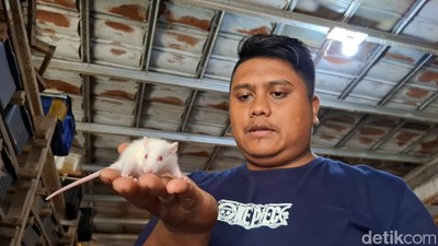 Cara Yuda Raih Belasan Juta Rupiah dari Tikus di Subang