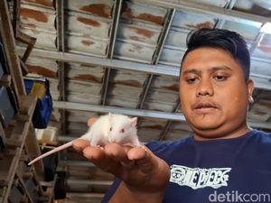 Cara Yuda Raih Belasan Juta Rupiah dari Tikus di Subang