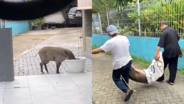 Viral rekaman video yang memperlihatkan seekor babi hutan memasuki permukiman warga di kawasan Pejaten, Jakarta Selatan, Senin (16/6/2025). ANTARA/HO-Dokumentasi Pribadi