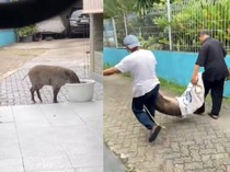 Video: Fakta Seputar Heboh Babi Hutan Berkeliaran di Jaksel