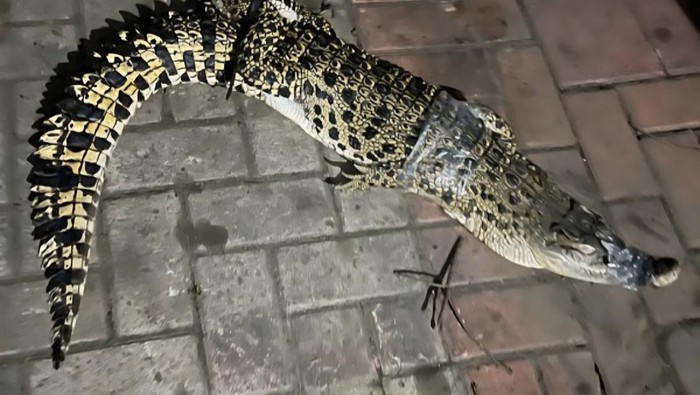 Viral seekor anak buaya berukuran sekitar 1,5 meter muncul di saluran air pemukiman warga Cibinong, Bogor, Jawa Barat. (dok. ist)
