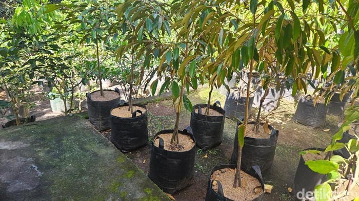 Bibit pohon yang sudah dipesan oleh beberapa OPD di Karangasem sebagai bentuk ucapan HUT Kota Amlapura yang ke-385, Selasa (17/6/2025). (I Wayan Selamat Juniasa)