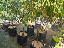 Ucapan HUT Amlapura Diganti Bibit Pohon, Pedagang Tanaman Panen Rezeki