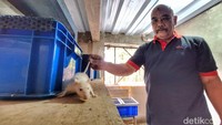 Abah mengatakan, saat ini tikus putih tersebut hanya untuk diberikan ke hewan yang dipeliharanya. Sehingga tikus tersebut tidak banyak dijual ke pasaran.