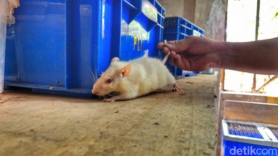Cuan yang Kini Menguap dari Bisnis Budidaya Tikus Putih