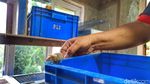 Cuan yang Kini Menguap dari Bisnis Budidaya Tikus Putih