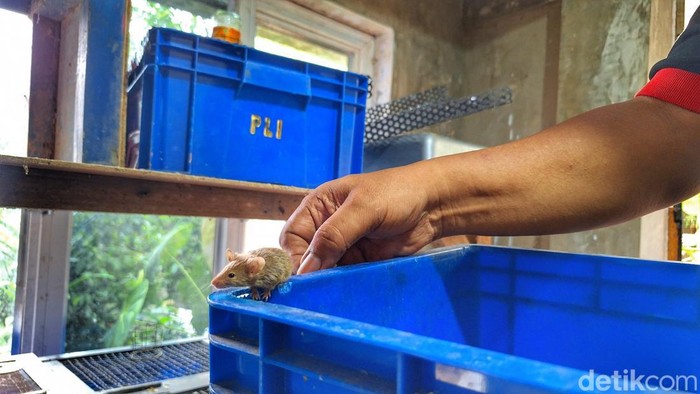 Budidaya tikus putih