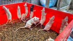 Cuan yang Kini Menguap dari Bisnis Budidaya Tikus Putih