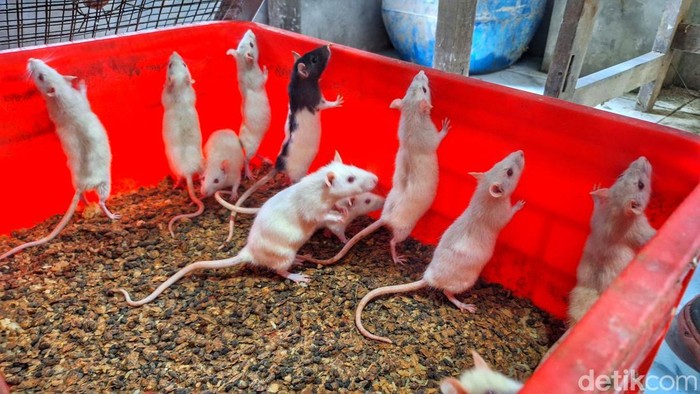 Budidaya tikus putih