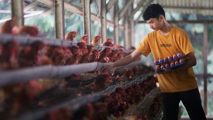 Butuh Telur untuk MBG, Indonesia Buru 100 Juta Ayam Pekerja mengambil telur ayam ras di peternakan khusus ayam petelur di Gunung Sindur, Bogor, Jawa Barat, Selasa (17/6/2025). Menurut Kepala Badan Gizi Nasional (BGN) Dadan Hindayana Indonesia membutuhkan 100 juta ayam petelur untuk memenuhi kebutuhan telur pada program Makan Bergizi Gratis (MBG). ANTARA FOTO/Muhammad Iqbal