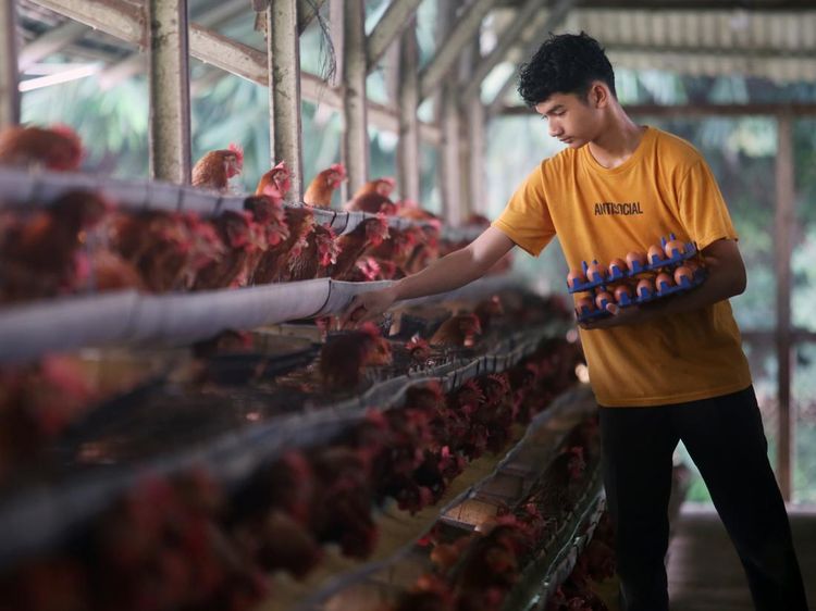 Butuh Telur untuk MBG, Indonesia Buru 100 Juta Ayam