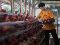 Butuh Telur untuk MBG, Indonesia Buru 100 Juta Ayam
