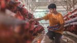 Butuh Telur untuk MBG, Indonesia Buru 100 Juta Ayam