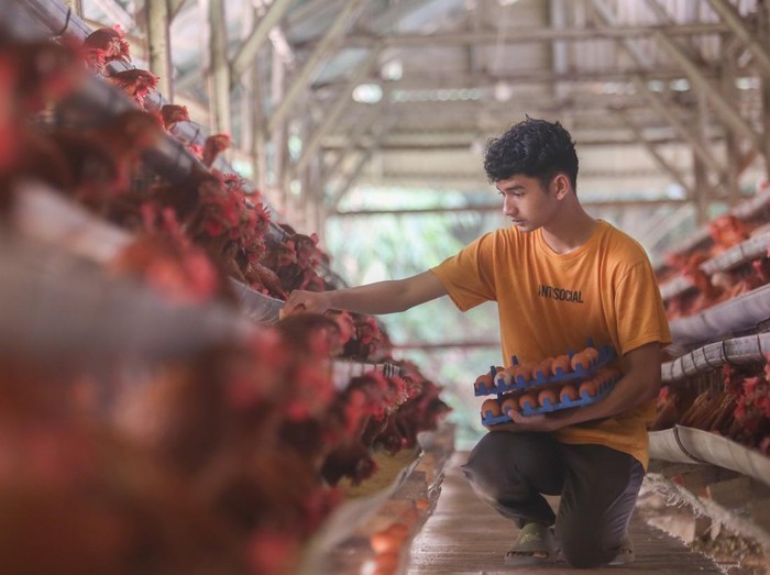 Pekerja mengambil telur ayam ras di peternakan khusus ayam petelur di Gunung Sindur, Bogor, Jawa Barat, Selasa (17/6/2025). Menurut Kepala Badan Gizi Nasional (BGN) Dadan Hindayana Indonesia membutuhkan 100 juta ayam petelur untuk memenuhi kebutuhan telur pada program Makan Bergizi Gratis (MBG). ANTARA FOTO/Muhammad Iqbal