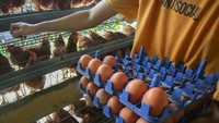Salah satu bahan pangan utama yang akan disediakan dalam program ini adalah telur ayam, sumber protein yang bergizi dan mudah didistribusikan. Pemerintah berencana mendorong produksi ayam petelur melalui kerja sama dengan peternak lokal, koperasi, hingga industri besar, agar rantai pasok tetap terjaga. ANTARA FOTO/Muhammad Iqbal