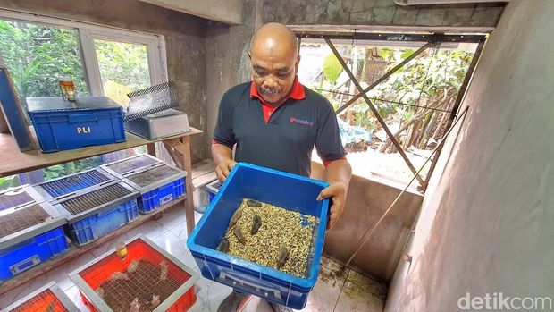 DJ Hidayat WS atau Abah (65) saat memperlihatkan budidaya tikus putih di kediamannya, Kampung Mulyasari 2, Desa/Kecamatan Baleendah, Kabupaten Bandung.