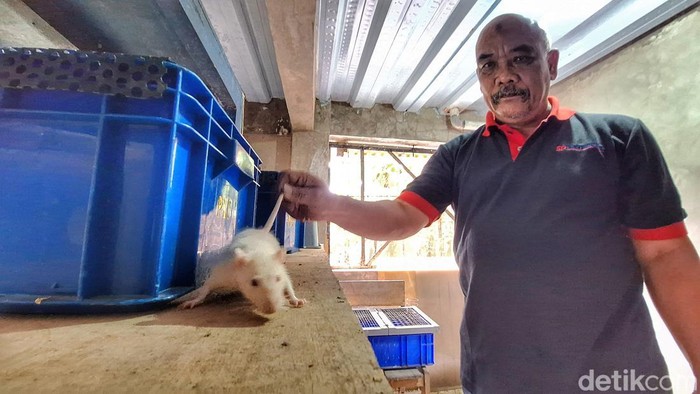 DJ Hidayat WS atau Abah (65) saat memperlihatkan budidaya tikus putih di kediamannya, Kampung Mulyasari 2, Desa/Kecamatan Baleendah, Kabupaten Bandung.