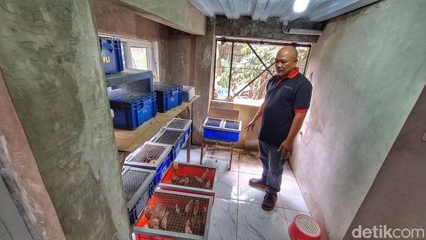 DJ Hidayat WS atau Abah (65) saat memperlihatkan budidaya tikus putih di kediamannya, Kampung Mulyasari 2, Desa/Kecamatan Baleendah, Kabupaten Bandung.