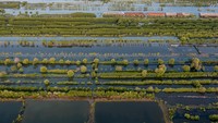 Foto udara kondisi areal bekas tambak udang maupun bandeng yang sudah tidak produktif di pesisir pantai utara Kecamatan Sayung, Kabupaten Demak, Jawa Tengah, Selasa (17/6/2025). Foto: ANTARA FOTO/Aji Styawan