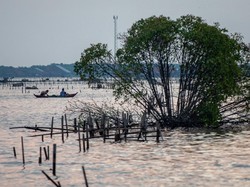 Pantura Makin Tenggelam, Kenaikan Muka Laut hingga 4,3 Mm per Tahun