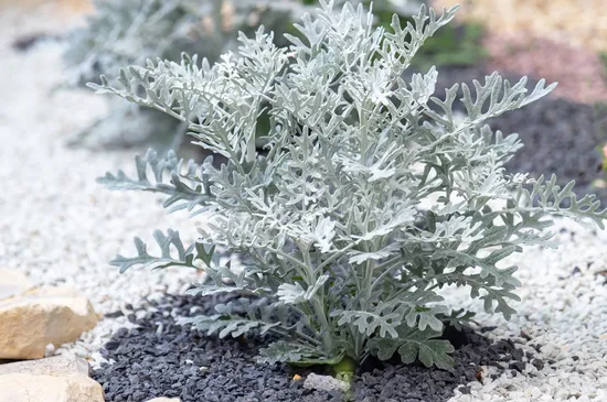 Dusty Miller memiliki daun-daun dengan bulu halus yang lebat, tampak bercahaya keperakan jika malam