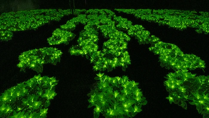 Firefly Petunia bisa menyala dalam gelap