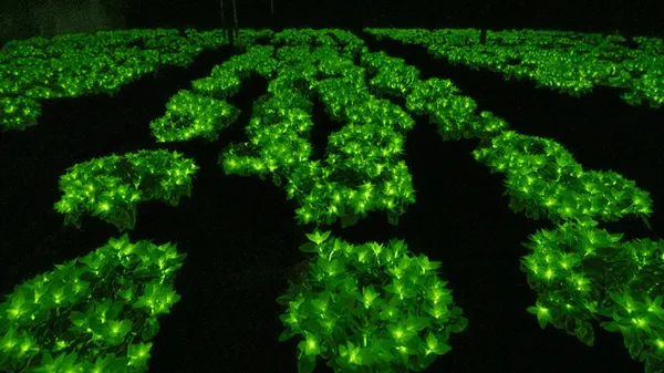 Firefly Petunia