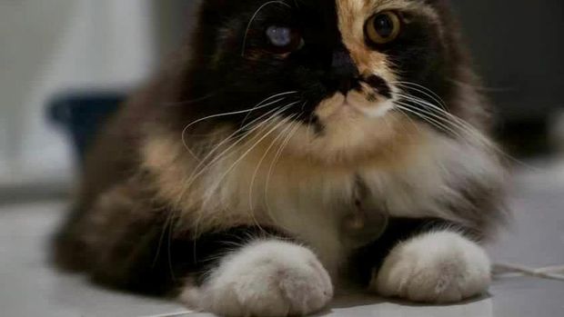 Ilustrasi Kucing