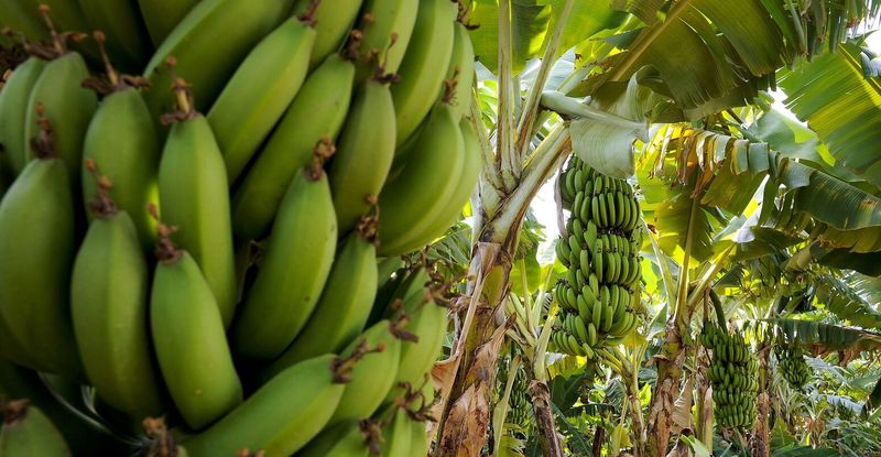 Kisah Kelam Buah Pisang, Jadi Alat Eksekusi dan Simbol Penindasan