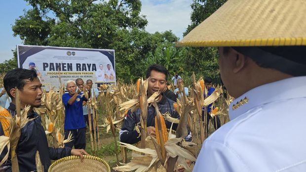 Menteri Imigrasi dan Permasyarakatan (Imipas) Agus Andrianto memimpin panen jagung  di Lapas Terbuka Kelas IIB Kendal Jawa Tengah