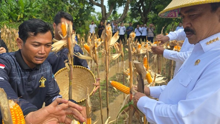 Menteri Imigrasi dan Permasyarakatan (Imipas) Agus Andrianto memimpin panen jagung di Sarana Asimilasi dan Edukasi (SAE) Semar Budal 1, Lapas Terbuka Kelas IIB Kendal Jawa Tengah (Foto: Audrey Santoso/detikcom)