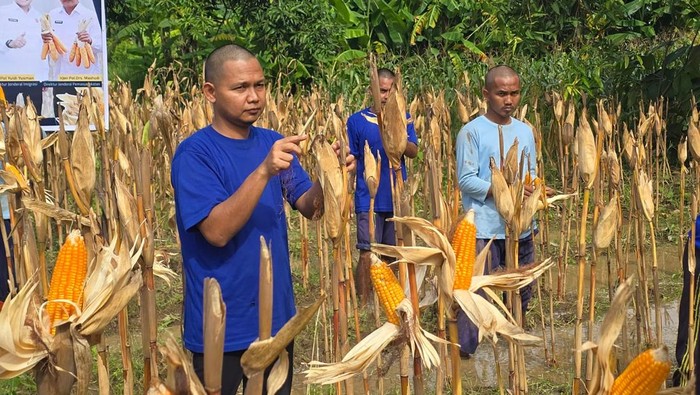 Menteri Imigrasi dan Permasyarakatan (Imipas) Agus Andrianto memimpin panen jagung di Sarana Asimilasi dan Edukasi (SAE) Semar Budal 1, Lapas Terbuka Kelas IIB Kendal Jawa Tengah (Foto: Audrey Santoso/detikcom)