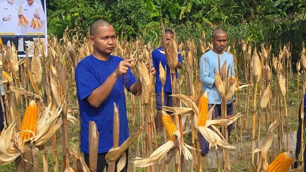 Menteri Imigrasi dan Permasyarakatan (Imipas) Agus Andrianto memimpin panen jagung di Sarana Asimilasi dan Edukasi (SAE) Semar Budal 1, Lapas Terbuka Kelas IIB Kendal Jawa Tengah (Foto: Audrey Santoso/detikcom)