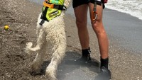 Bersama 4 anjing labrador, mereka membantu penjaga pantai menarik orang-orang kembali ke pantai.