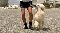 Pengasuh Nilo, instruktur anjing bernama Miguel Sanchez Merenciano, mengungkapkan awal-awal Nilo sangat takut dengan suara keras dan keramaian. Perlahan, dia berubah menjadi anjing yang cakap berenang dan berani.