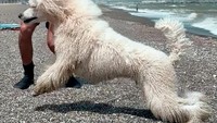 Nama anjing pudel ini adalah Nilo. Dia telah dilatih secara profesional untuk bisa membantu regu penyelamat pantai Spanyol.