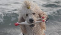 Memang tak biasanya anjing dengan jenis pudel menjadi regu penyelemat di pantai. Namun setelah melewati serangkaian pelatihan, Nilo mendobrak batasan umum itu. Menurut American Kennel Club (AKC), pudel juga dikenal karena kecerdasannya yang luar biasa dan kemampuan belajar yang luar biasa.