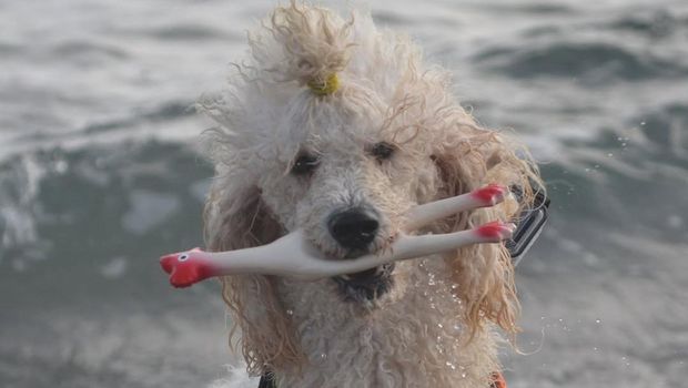 Nilo si anjing penjaga pantai Spanyol