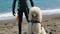 Mengenakan rompi pelampung yang dikenakan ke dadanya, tabir surya pun dioleskan ke hidungnya, Nilo dengan gagah berdiri dengan regu anjing penyelamat di pantai Las Lindas dekat Malaga di Spanyol.