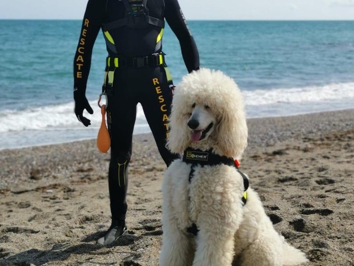 Nilo si anjing penjaga pantai Spanyol