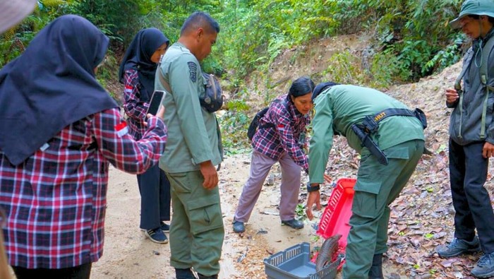 Pelepasan Tringgiling. Foto: dokumentasi BKSDA Kaltim