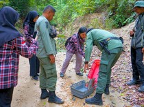 Trenggiling, Satwa Dilindungi yang Berkelana di Hutan Lindung Tarakan